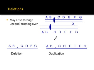 May arise through unequal crossing over A  B  C  D  E  F  G A  B  C  D  E  F  G x A  B  C  D  E  F  F  G A  B  C  D  E  G Deletion Duplication 