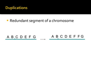Redundant segment of a chromosome A  B  C  D  E  F  G A  B  C  D  E  F  F G 