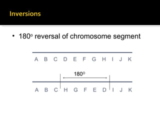 180 o  reversal of chromosome segment A  B  C  D  E  F  G  H  I  J  K A  B  C  H  G  F  E  D  I  J  K 180 O 