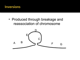 Produced through breakage and    reassociation of chromosome A B C D E F G 