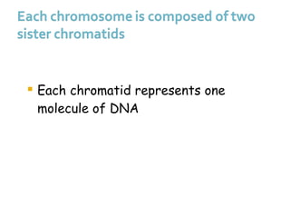 Each chromatid represents one molecule of DNA 