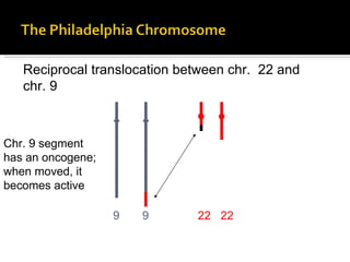 Reciprocal translocation between chr.  22 and  chr. 9 9  9   22  22  Chr. 9 segment  has an oncogene; when moved, it becomes active 