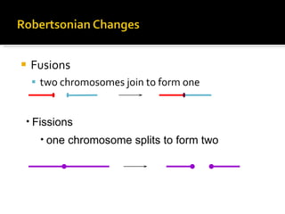 Fusions two chromosomes join to form one Fissions one chromosome splits to form two 