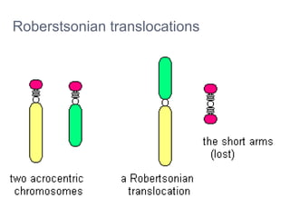 Roberstsonian translocations 