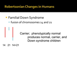 Familial Down Syndrome fusion of chromosomes 14 and 21 14  21  14+21 Carrier;  phenotypically normal produces normal, carrier, and  Down syndrome children 