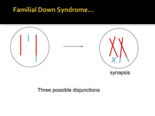 synapsis Three possible disjunctions 