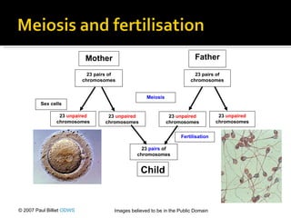 © 2007 Paul Billiet  ODWS Images believed to be in the Public Domain 23  unpaired  chromosomes 23  unpaired  chromosomes 23  unpaired  chromosomes 23  unpaired  chromosomes Fertilisation Child Father 23  pairs  of chromosomes Sex cells Meiosis Mother 23 pairs of chromosomes 23 pairs of chromosomes 