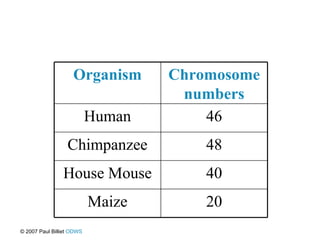 © 2007 Paul Billiet  ODWS Organism Chromosome numbers Human 46 Chimpanzee 48 House Mouse 40 Maize 20 
