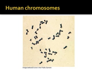 Image believed to be in the Public Domain 