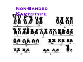 Non-Banded  Karyotype 