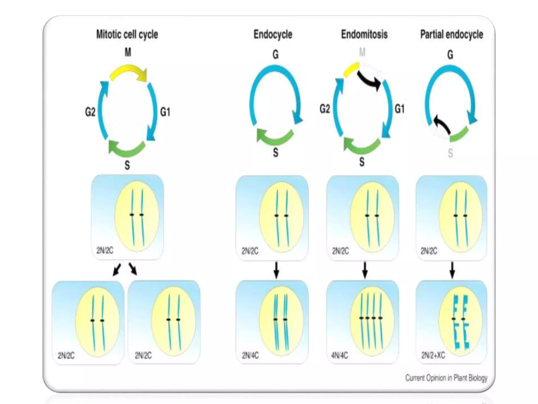 Cytogenetics | PPTX