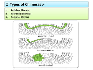 Cytogenetics