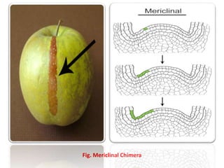 Cytogenetics