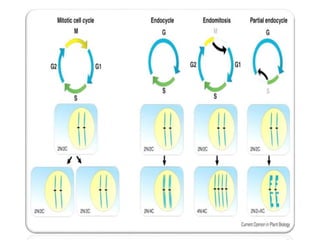 Cytogenetics