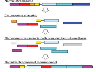 Cytogenetics