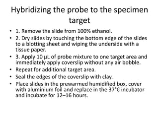 Hybridizing the probe to the specimen
target
• 1. Remove the slide from 100% ethanol.
• 2. Dry slides by touching the bottom edge of the slides
to a blotting sheet and wiping the underside with a
tissue paper.
• 3. Apply 10 μL of probe mixture to one target area and
immediately apply coverslip without any air bobble.
• Repeat for additional target area.
• Seal the edges of the coverslip with clay.
• Place slides in the prewarmed humidified box, cover
with aluminium foil and replace in the 37°C incubator
and incubate for 12–16 hours.
 