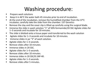 Washing procedure:
 Prepare wash solutions
 Keep it in 46°C the water bath 45 minutes prior to end of incubation.
 At the end of the incubation, remove the humidified chamber from the 37°C
incubator, carefully take the slide from the chamber. 137 Genetics
 Remove the clay and the cover slip is lifted up carefully using the surgical blade.
 Immerse the slide in wash solution “1” of 50% formamide/2X SSC Agitate slides for
1–3 seconds and incubate for 10 minutes.
 The slide is blotted onto a tissue paper and transferred to the wash solution
 Agitate slides for 1–3 seconds and incubate for 10 minutes.
 Immerse slides in jar “3” of wash solution.
 Agitate slides for 1–3 seconds.
 Remove slides after 10 minutes.
 Immerse slides in 2X SSC.
 Agitate slides for 1–3 seconds.
 Remove slides after 10 minutes.
 Immerse slides in 2X SSC/0.1NP-40.
 Agitate slides for 1–3 seconds.
 Remove slides after 5 minutes.
 