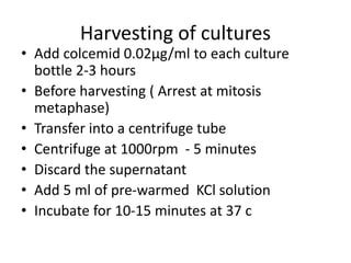 Harvesting of cultures
• Add colcemid 0.02µg/ml to each culture
bottle 2-3 hours
• Before harvesting ( Arrest at mitosis
metaphase)
• Transfer into a centrifuge tube
• Centrifuge at 1000rpm - 5 minutes
• Discard the supernatant
• Add 5 ml of pre-warmed KCl solution
• Incubate for 10-15 minutes at 37 c
 