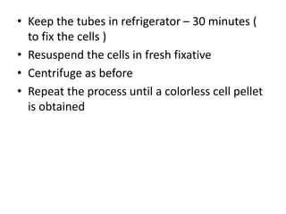• Keep the tubes in refrigerator – 30 minutes (
to fix the cells )
• Resuspend the cells in fresh fixative
• Centrifuge as before
• Repeat the process until a colorless cell pellet
is obtained
 