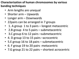 • Arm lengths are unequal
• Shorter arm – Upwards
• Longer arm – Downwards
• 22pairs can be arranged in 7 groups
• 1. A group 1 to 3 pairs – longest metacentric
• 2.B group 4 to 5 pairs – submetacentric
• 3.C group 6 to 12 pairs –submetacentric
• 4. D group 13 to 15 pairs –acrocentric
• 5.E group 16 to 18 pairs – submetacentric
• 6. F group 19 to 20 pairs -metacentric
• 7.G group 21 to 22 pairs – shortest acrocentric
Characterization of human chromosomes by various
banding techniques
 