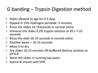 G banding – Trypsin Digestion method
• Slides allowed to age for 4-5 days
• Dipped in 15% Hydrogen peroxide -5 minutes
• Rinse the slides 10-15Seconds in normal saline
• Immerse the slides 0.2% trypsin solution at 20 c 7-10
seconds
• Rinse the slide 10-15 seconds in normal saline
• Distilled water – 10-15 seconds
• Allow it to dry
• Dry slides 10-15 minutes 5% buffered Giemsa solution at
pH 6.8
• Wash the slides in running tap water
• Xylene & mount with DPX
 