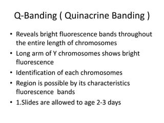 Q-Banding ( Quinacrine Banding )
• Reveals bright fluorescence bands throughout
the entire length of chromosomes
• Long arm of Y chromosomes shows bright
fluorescence
• Identification of each chromosomes
• Region is possible by its characteristics
fluorescence bands
• 1.Slides are allowed to age 2-3 days
 
