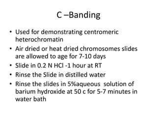C –Banding
• Used for demonstrating centromeric
heterochromatin
• Air dried or heat dried chromosomes slides
are allowed to age for 7-10 days
• Slide in 0.2 N HCl -1 hour at RT
• Rinse the Slide in distilled water
• Rinse the slides in 5%aqueous solution of
barium hydroxide at 50 c for 5-7 minutes in
water bath
 