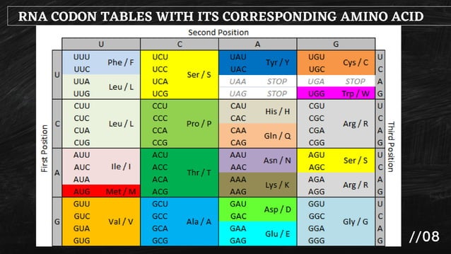 Cytogenetics DNA Translation | PPT