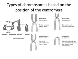 Cytogenetics in the field of Human Genetics | PPTX
