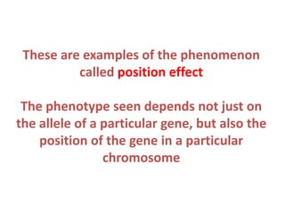 These are examples of the phenomenon
called position effect
The phenotype seen depends not just on
the allele of a particular gene, but also the
position of the gene in a particular
chromosome

 