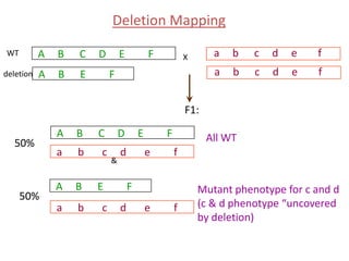 Deletion Mapping
A

WT
deletion

B

C

A

B

D

E

F

a

X

F

b

c

d

e

f

a

E

b

c

d

e

f

F1:
50%

50%

A

B

C

D

a

b

c

d

A

B

a

b

&

E

c

E

F
e

All WT
f

F

d

e

f

Mutant phenotype for c and d
(c & d phenotype “uncovered
by deletion)

 