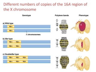 Different numbers of copies of the 16A region of
the X chromosome

 