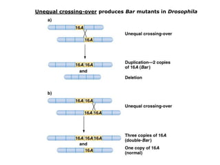 Unequal crossing-over produces Bar mutants in Drosophila

 