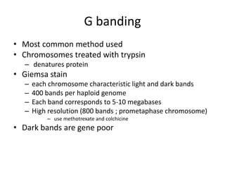 G banding
• Most common method used
• Chromosomes treated with trypsin
– denatures protein

• Giemsa stain
–
–
–
–

each chromosome characteristic light and dark bands
400 bands per haploid genome
Each band corresponds to 5-10 megabases
High resolution (800 bands ; prometaphase chromosome)
– use methotrexate and colchicine

• Dark bands are gene poor

 