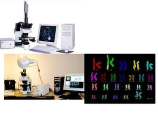 Cytogenetics 1
