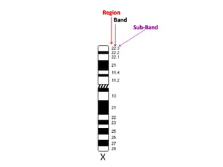Region
Band
Sub-Band

 