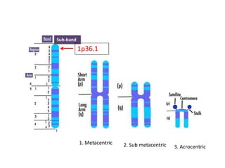 Sub-band

1p36.1

1. Metacentric

2. Sub metacentric

3. Acrocentric

 