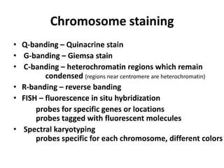 Chromosome staining
• Q-banding – Quinacrine stain
• G-banding – Giemsa stain
• C-banding – heterochromatin regions which remain
condensed (regions near centromere are heterochromatin)
• R-banding – reverse banding
• FISH – fluorescence in situ hybridization
probes for specific genes or locations
probes tagged with fluorescent molecules
• Spectral karyotyping
probes specific for each chromosome, different colors

 