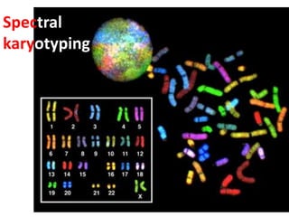 Spectral
karyotyping

 