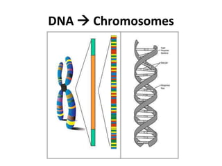 DNA  Chromosomes

 