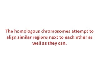 The homologous chromosomes attempt to
align similar regions next to each other as
well as they can.

 