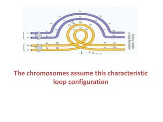 The chromosomes assume this characteristic
loop configuration

 