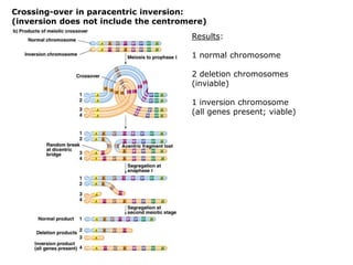 Crossing-over in paracentric inversion:
(inversion does not include the centromere)
Results:
1 normal chromosome
2 deletion chromosomes
(inviable)
1 inversion chromosome
(all genes present; viable)

 