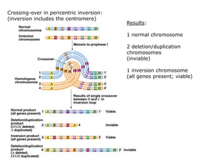 Crossing-over in pericentric inversion:
(inversion includes the centromere)

Results:
1 normal chromosome
2 deletion/duplication
chromosomes
(inviable)
1 inversion chromosome
(all genes present; viable)

 