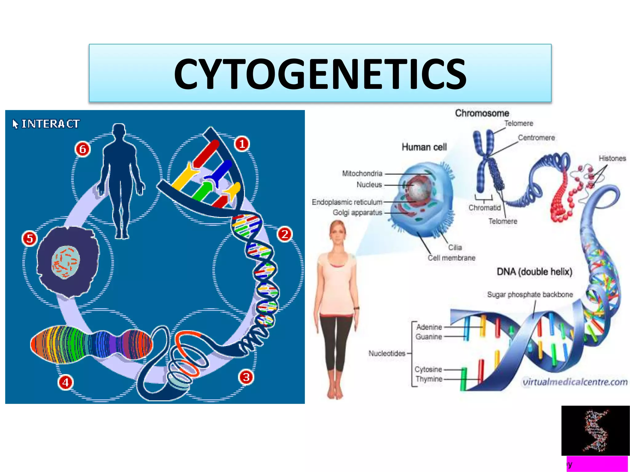 CYTOGENETICS
 