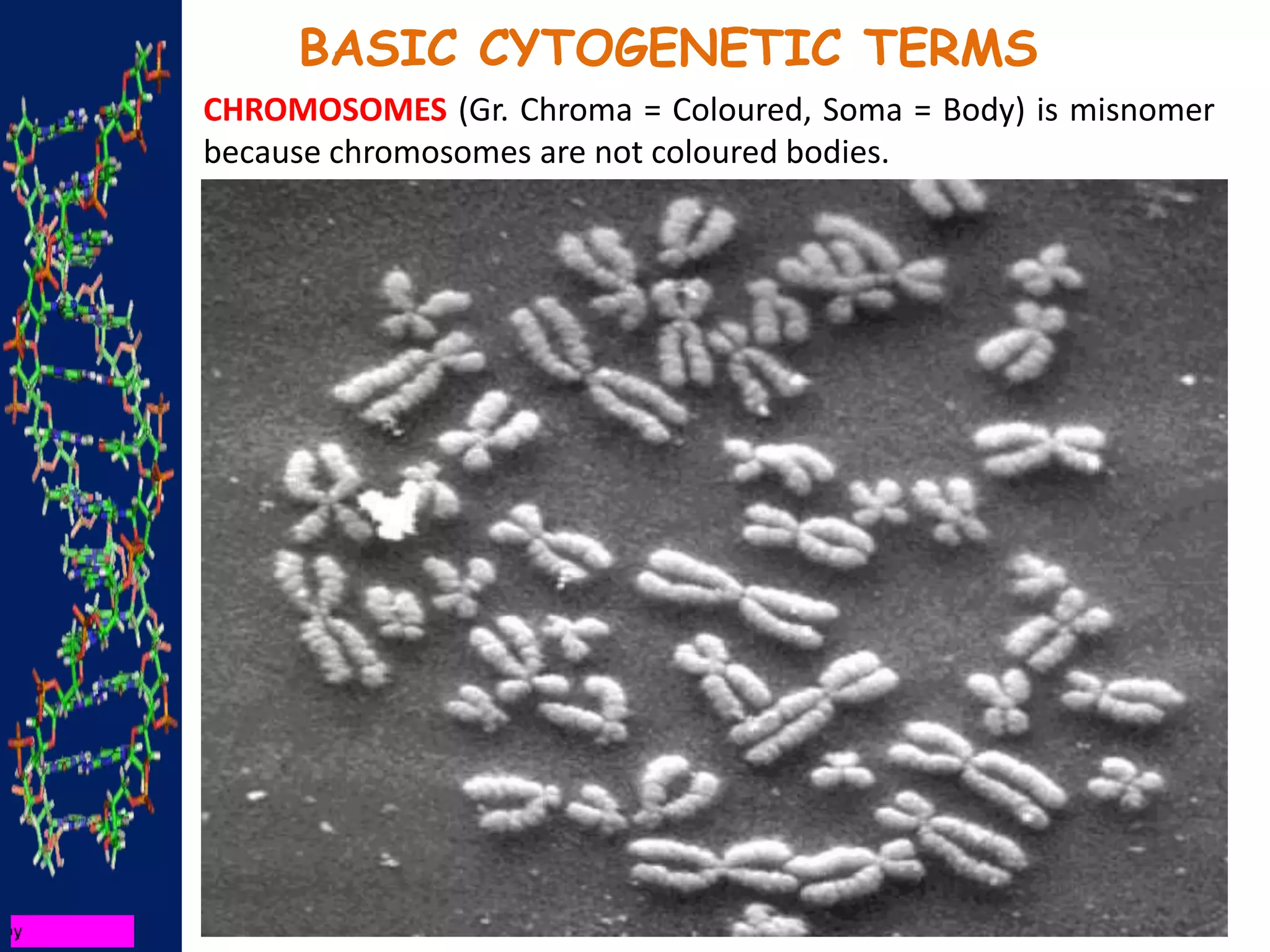 BASIC CYTOGENETIC TERMS
CHROMOSOMES (Gr. Chroma = Coloured, Soma = Body) is misnomer
because chromosomes are not coloured bodies.
 