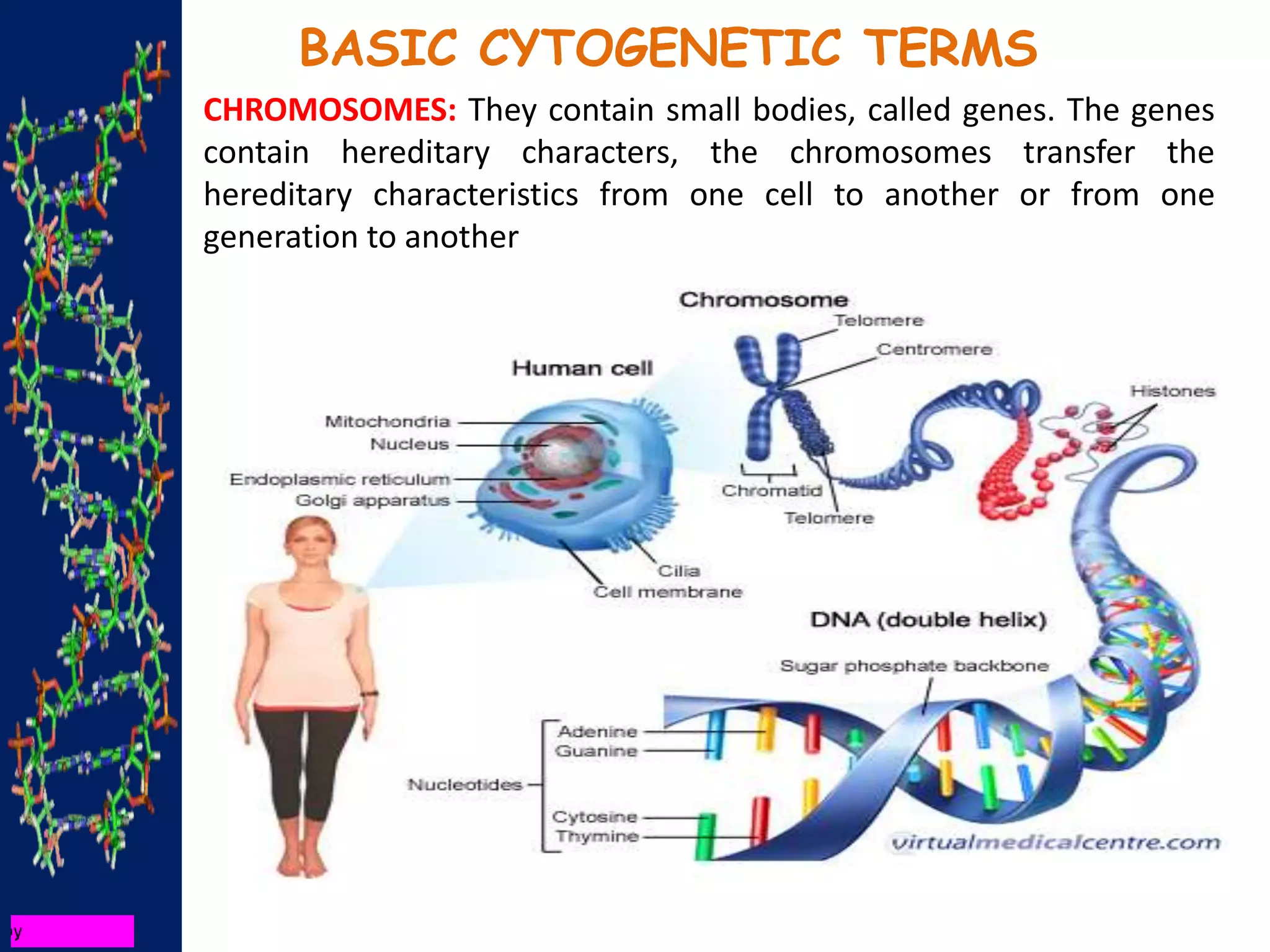 BASIC CYTOGENETIC TERMS
CHROMOSOMES: They contain small bodies, called genes. The genes
contain hereditary characters, the chromosomes transfer the
hereditary characteristics from one cell to another or from one
generation to another
 
