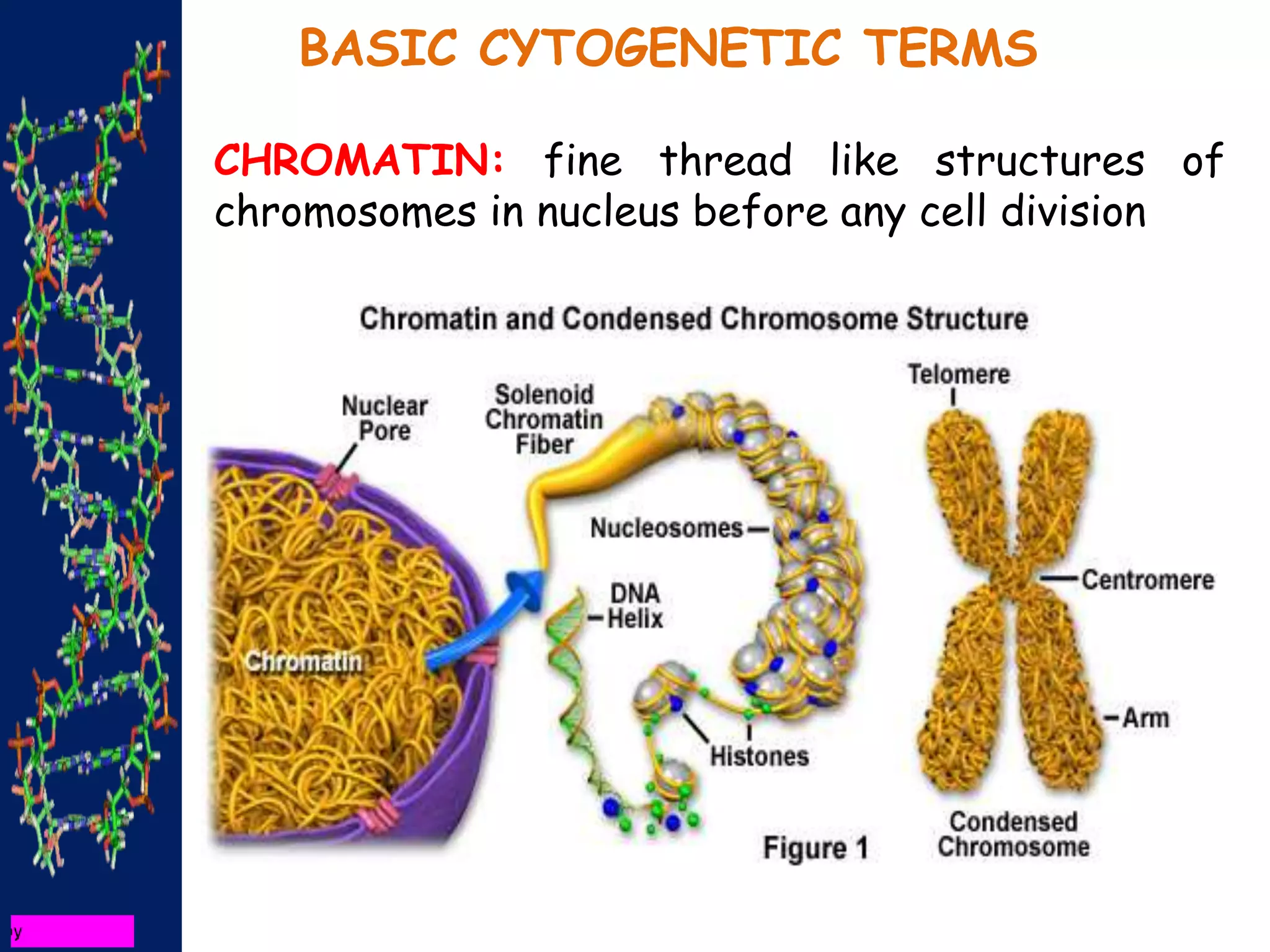 CHROMATIN: fine thread like structures of
chromosomes in nucleus before any cell division
BASIC CYTOGENETIC TERMS
 