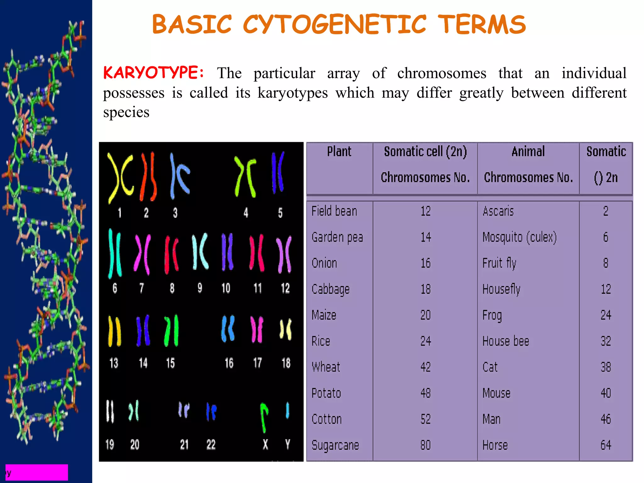 KARYOTYPE: The particular array of chromosomes that an individual
possesses is called its karyotypes which may differ greatly between different
species
BASIC CYTOGENETIC TERMS
 