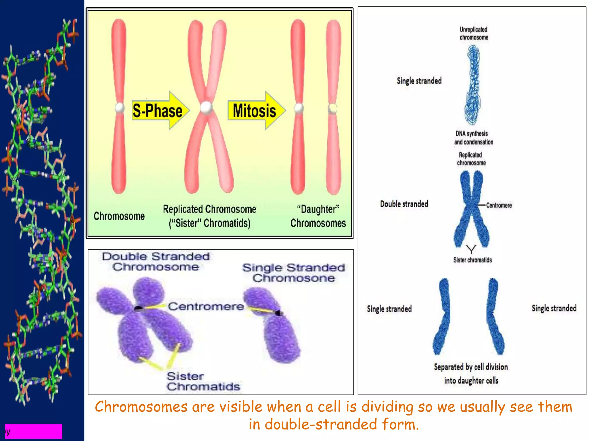 Chromosomes are visible when a cell is dividing so we usually see them
in double-stranded form.
 